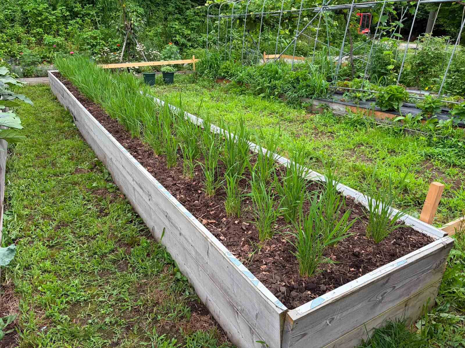 シルバーマルチ、大失敗